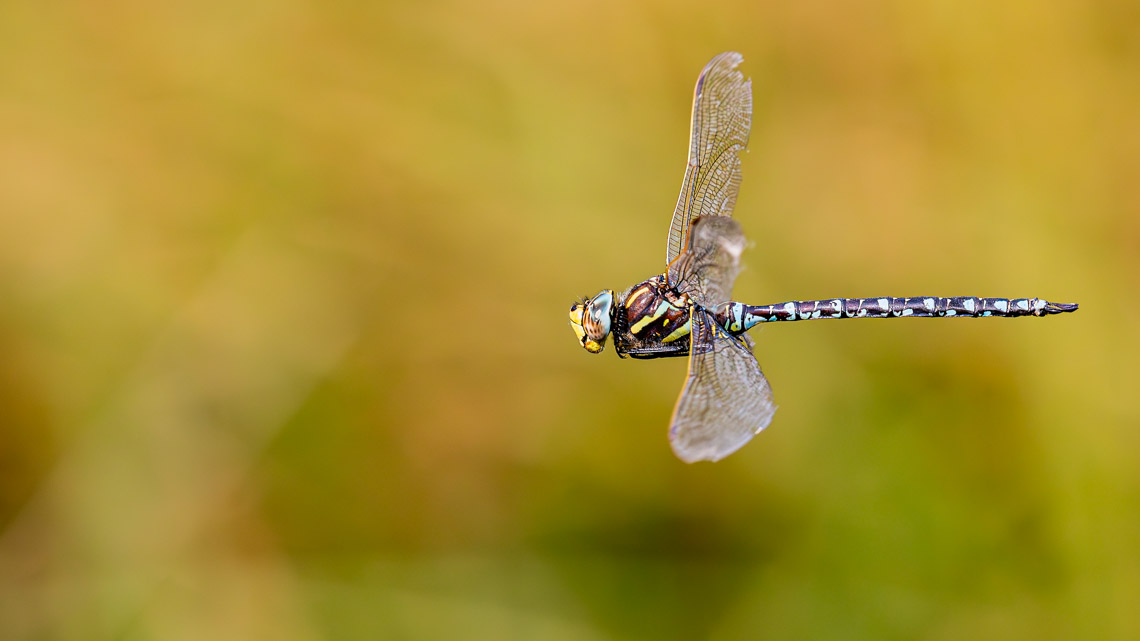 Torf-Mosaikjungfer (Aeshna juncea)