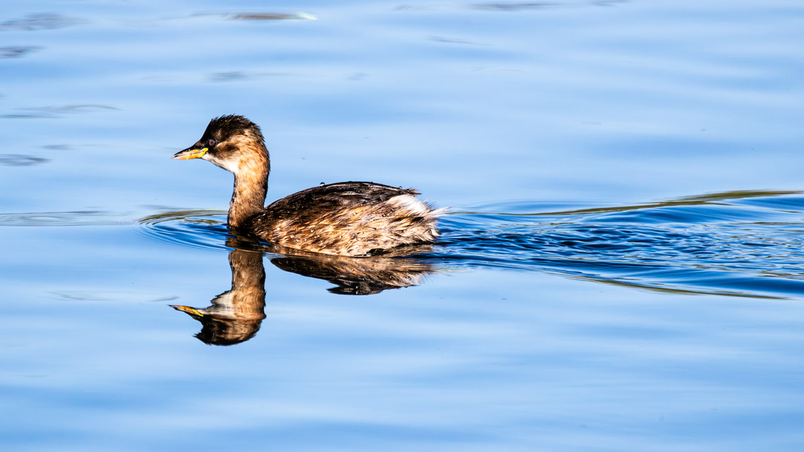 Zwergtaucher (Tachybaptus ruficollis)